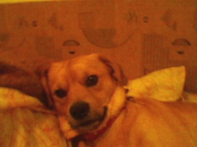 SP_A0041 - My dog Bodo