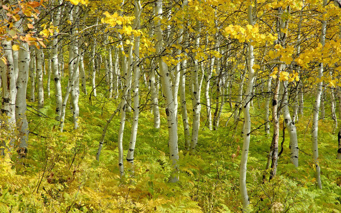 trees-birch-beauty-grove-autumn_2880x1800_sc