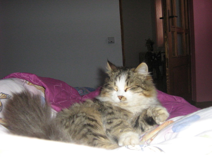lepsa nov 2009 213 - My cat