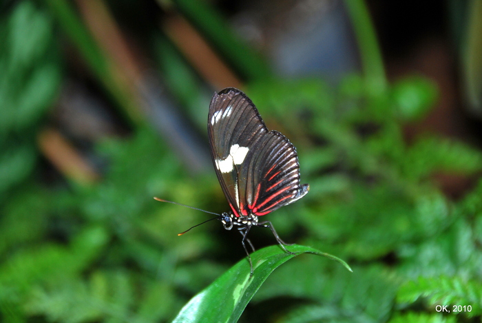 DSC_0187 - Butterfly