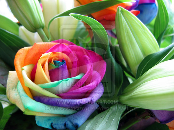 Rainbow_Roses_by_blossomcrown