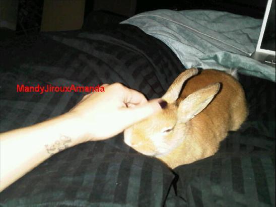 my bunny.elvis (7) - my bunny