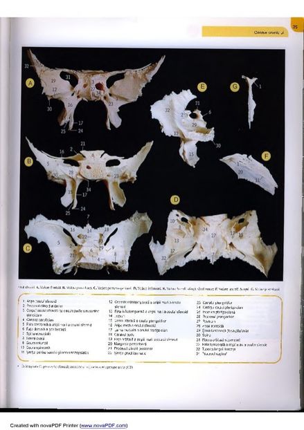 atlas-de-anatomie-29-638 - Osul temporal