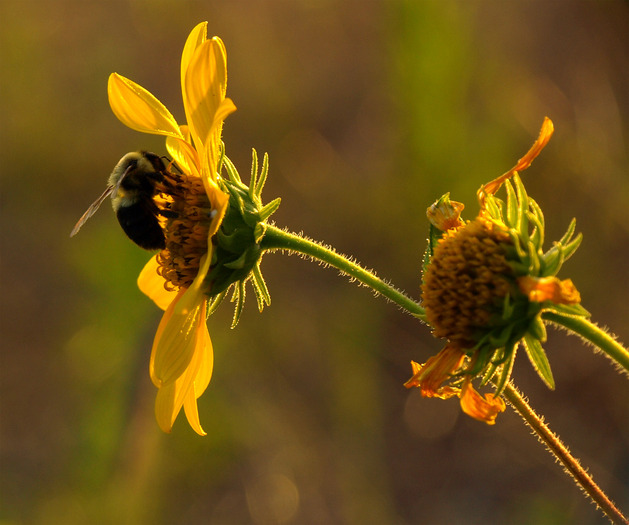bee flower sunset-21