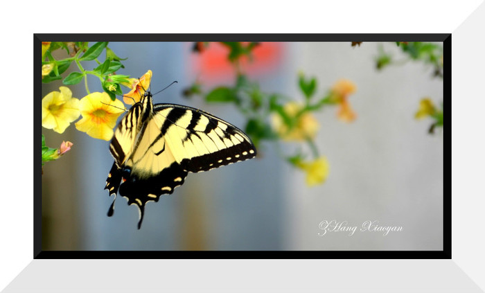 DSC_9306 - Butterfly