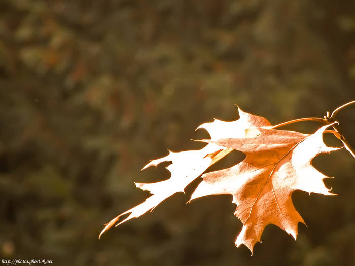 2007.10.13 - Autumn Leaves - DSCF2706_crop - Best Of 2