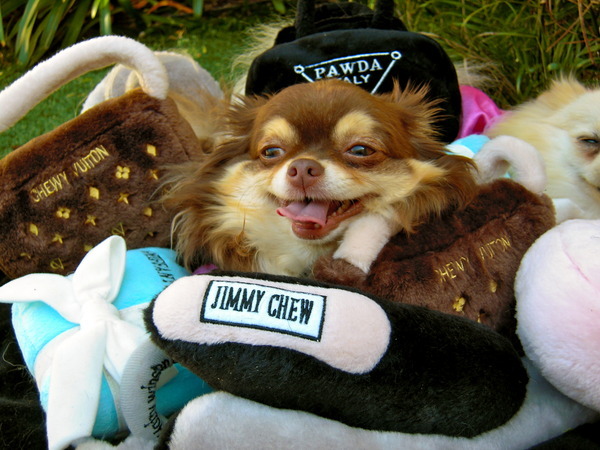 Harajuku Loves Jimmy Chews - Love my puppies