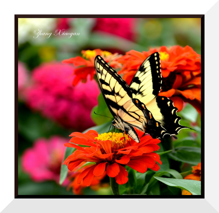 DSC_9237 - Butterfly