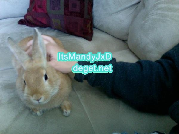 my bunny 4