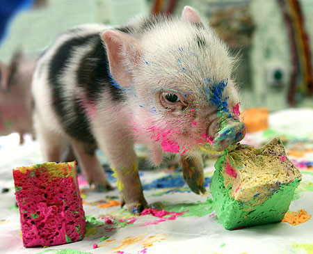 pig,cake,colourful,piglet,colorful,cute-7113db251b274ac76437722e004314fd_h - xXxFunny