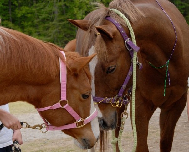 2 lovely horses