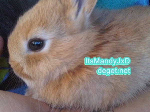 my bunny 10