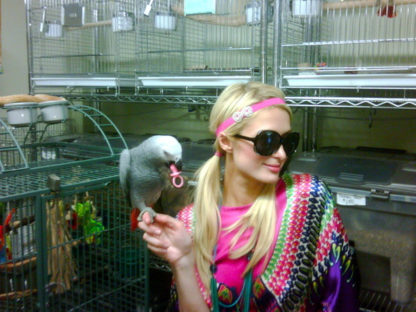 My new African Grey Parrot and Me.his name is Hank - Hank