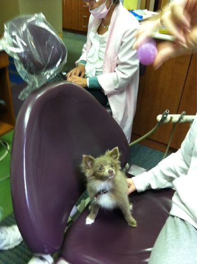 Dolche\'s first visit at the dentist. haha #poorhim
