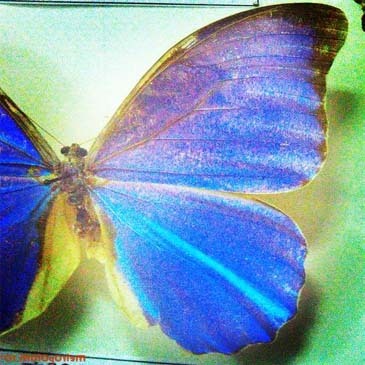 ^_^ BuTTerfliesSs ^_^