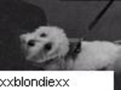 my doggie blondie