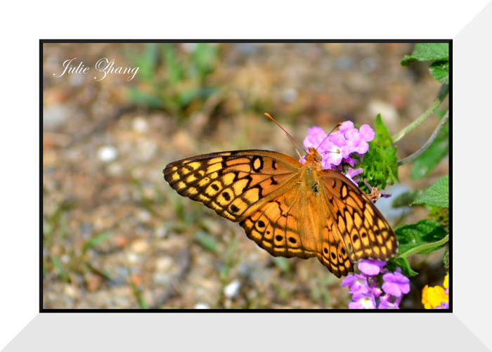 DSC_9606 - Butterfly2