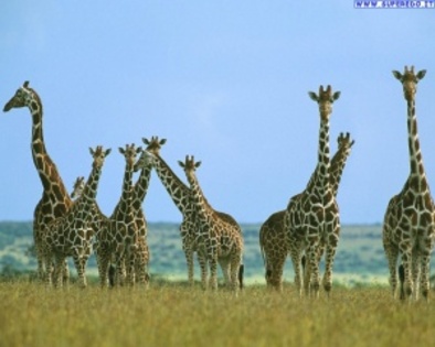 giraffe_5