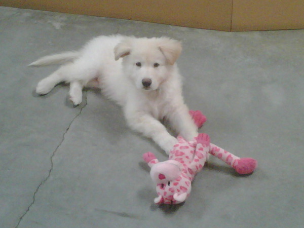 Mate is suuch a good boy! He loves his pink monkey - new pics
