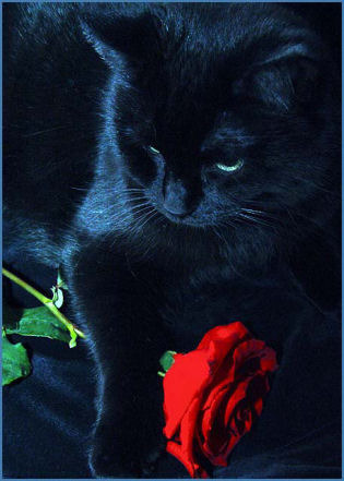 Red Rose and Black Cat