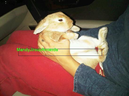 my bunny.elvis (6) - my bunny