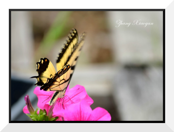 DSC_9215 - Butterfly
