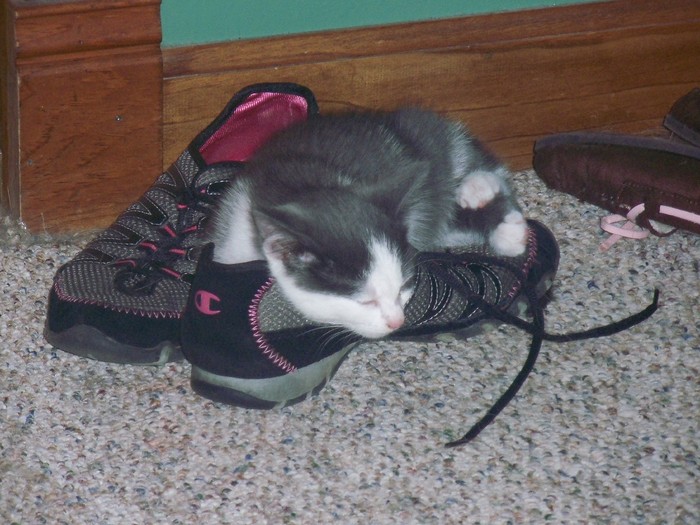 loveyou 034; she has always liked to sleep on my shoes for some reason
