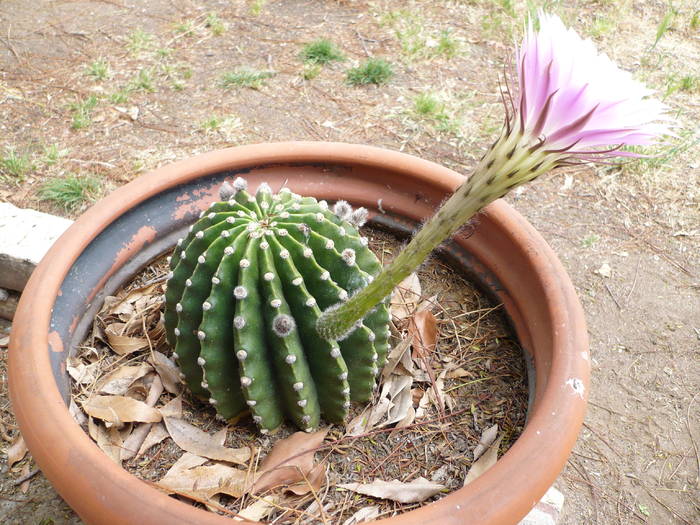 P1010388; San Diego Cactus # 4
