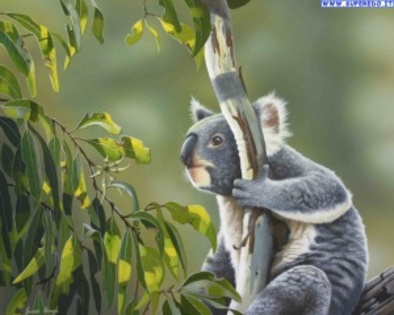 koala