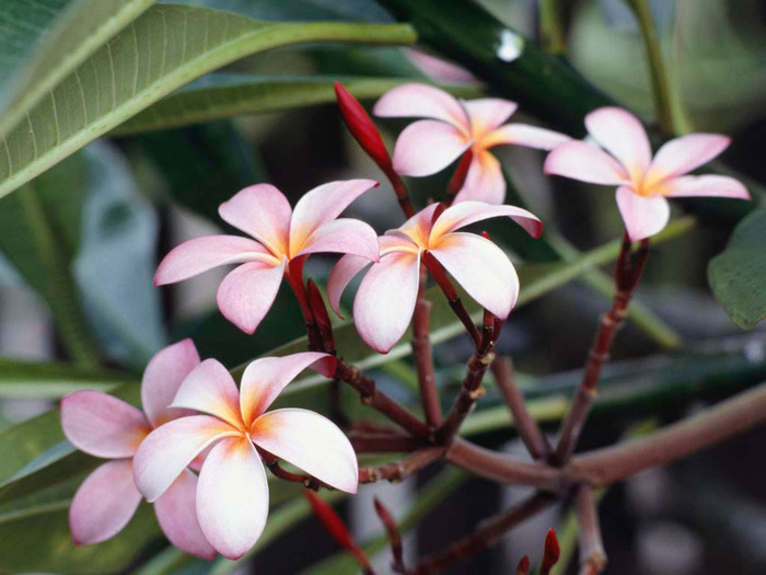 Frangipani Flowers - pictures of nature