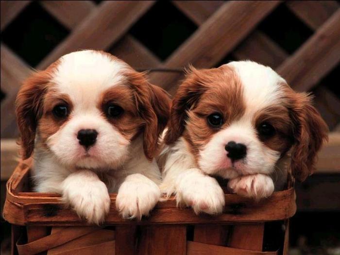  - Puppies