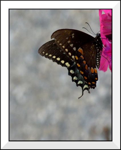 DSC_3210 - Butterfly2
