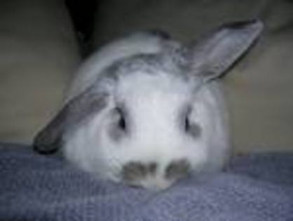 eryck - my rabbit