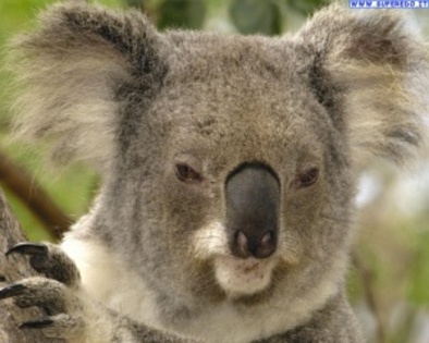 koala_3