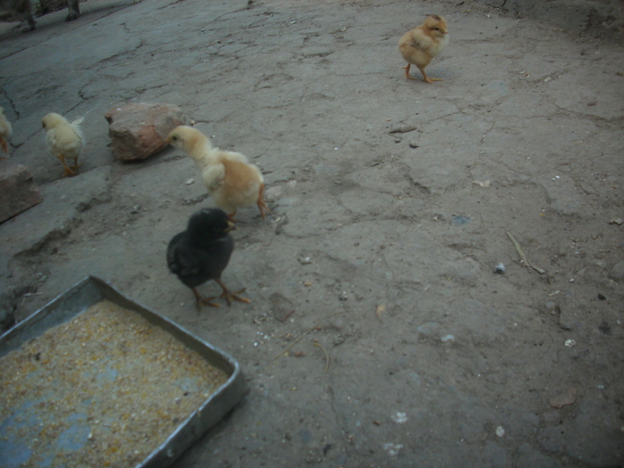 chickens - 1me alexa