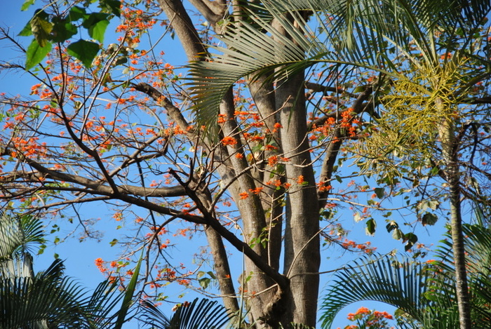Экваториальная флора - Costa Rica