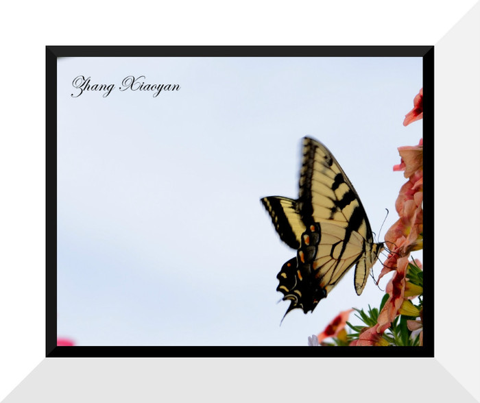 DSC_9331 - Butterfly