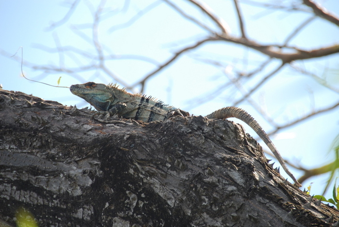 another iguana