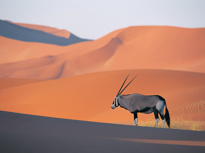 Oryx Antelope - pictures of nature