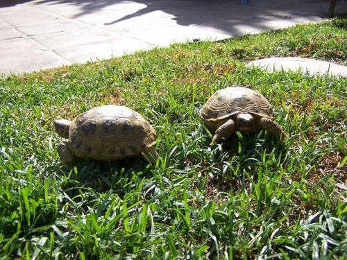 Al & Robert, my two Rusian tortoises. - sweet