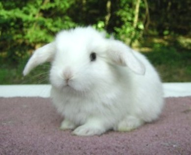 Your Bunny need a name