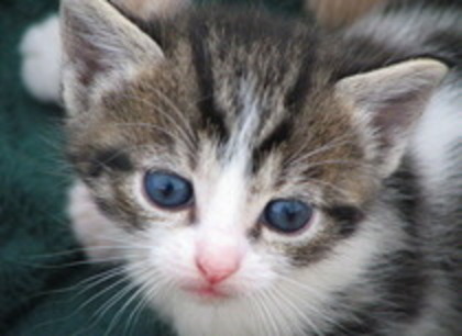 kitty2 - Sweet animals