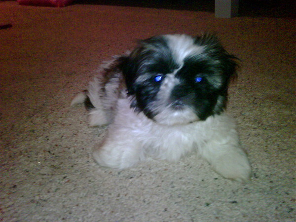 bella - my puppy Bella