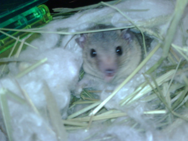 My baby miniature opossum. He\'s so cute