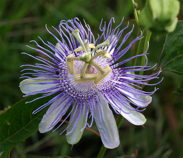 passion flower-21 - Flowers and Bees