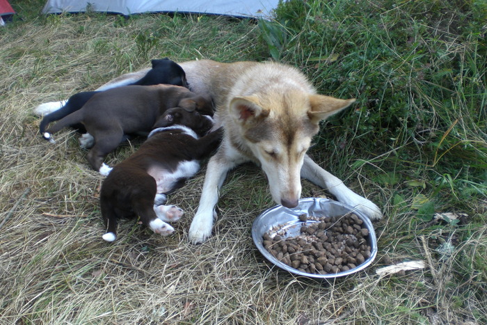  - Masha and her puppies