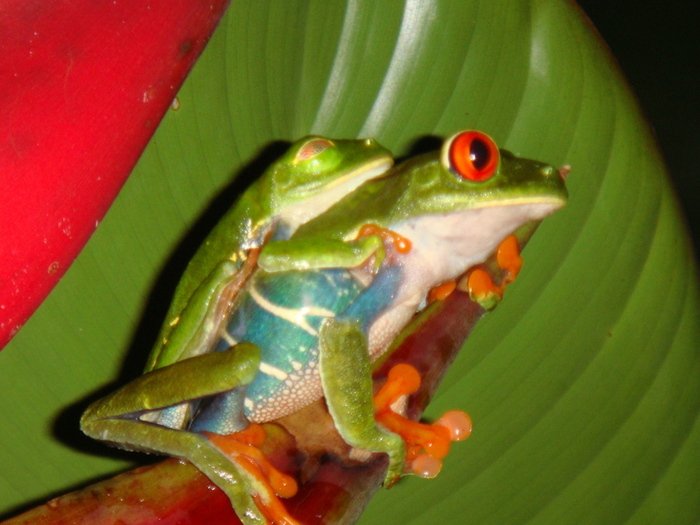 Red-eyed Tree Frog; Red-eyed Tree Frog (Agalychnis callidryas
