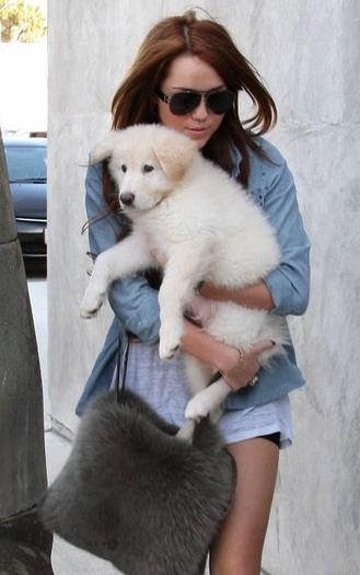 miley-cyrus-puppy-new%20(43_0