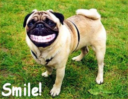 funny-dog-pictures-smile[1]