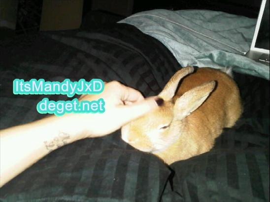 my bunny 8